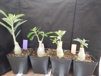 Grafted Adenium Obesum 'Purple Ma Ha Lap' Desert Rose Plant - USA Seller (One Plant)