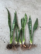 5pcs Snake Plant 12  Mother-In-Law Sanseveria Live Plant Ready To Plant