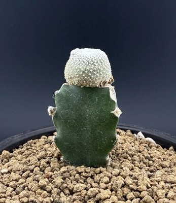 Worlds Smallest Cactus ~ Blossfeldia liliputana Grafted Live Plant FREE  SHIPING | eBay