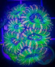 SAF~ ‘WYSIWYG” Purple/Green Acan  coral Frag Plug, Colony Live, LSP, Lord