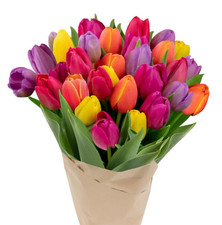 - 30 Stem Rainbow Tulips (Vase Not Included) - Next Day Fresh Flower Delivery - 