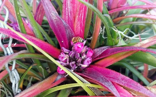 2 X AIR PLANTS-ACHMEA RECURVATA-TILLANDSIA-BROMELIAD-FLOWERS-PINK WINTER FOLIAGE - Picture 2 of 9
