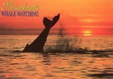 Humpback Whale Watching Off the Massachusetts Coast, UNP, VG Cond --POSTCARD
