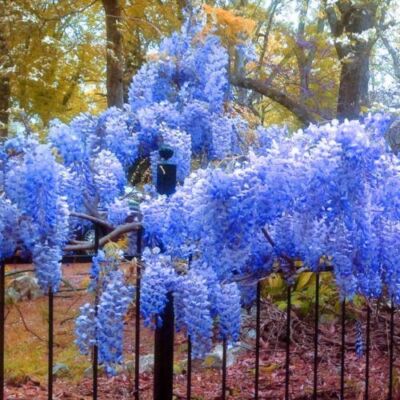 10 Blue Chinese Wisteria Seeds Purple Floribunda Wisteria
