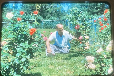 Original Vintage Photo Slide 1950s Bald Man Admiring His Rose Garden Flowers