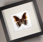 Real framed butterfly Charaxes jasius Two-tailed Pasha Butterfly