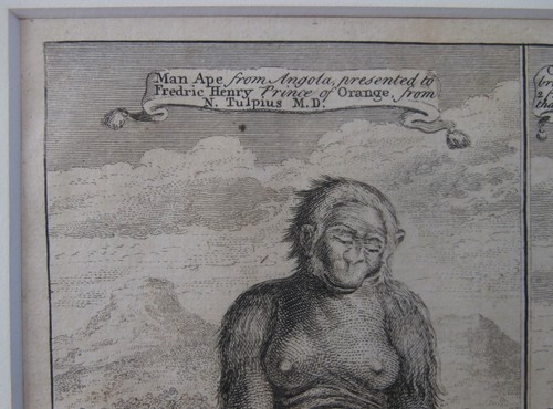 MAN APE Colonial Era 18thC Artist OLD MASTER Engraving Darwin Evolution Interest - Picture 10 of 16