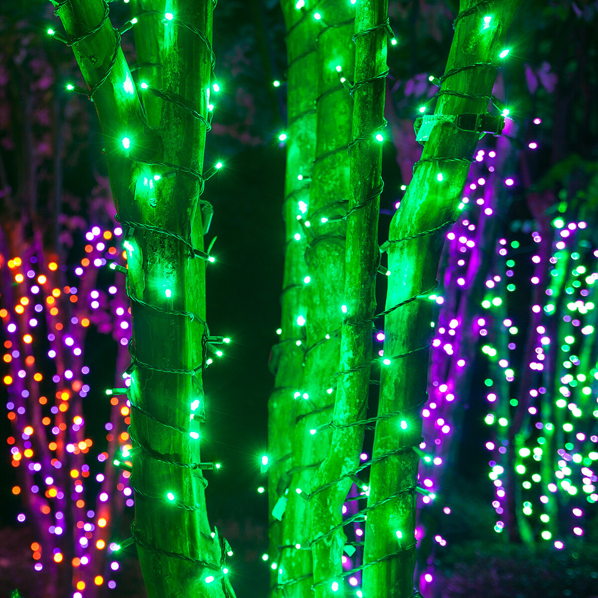 70 Orange Purple Green LED Halloween Lights, Black Wire