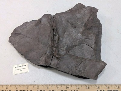 Grallator Theropod Dinosaur Footprints Jurassic Fossil Track Windsor, CT Vintage