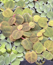 20 leaves of red root floaters