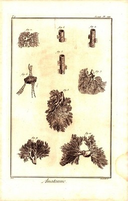 1771 Anatomie Lungs and Bronchial Tree Structure Engraving Guidetti Plate