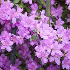 Azalea Plant Dwarf Lilac Hardy Shrub Evergreen Flowering Garden Plant 9cm Pots