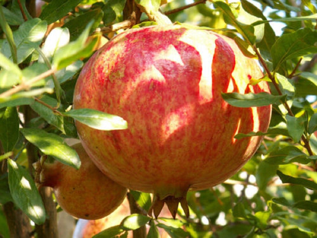 Pomegranate Seeds Punica granatum Hardy Fruit Tree Sweet Edible Garden Plant  | eBay