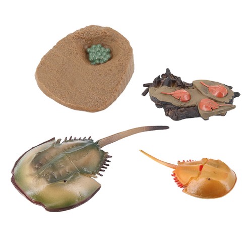 Lifelike Crab Growth Life Cycle Insect Model Kids Early Teaching Toy - Afbeelding 7 van 12