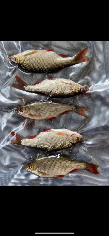 Köderfische Süßwasserfische gefroren Köfi Zander Hecht oder Wels Deadbait Köder - Bild 2 von 4