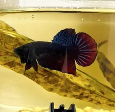 Betta SUPER BAGAN Plakat Fighter VIP champion bloodline.