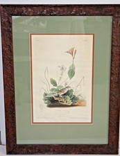 Audubon's "Henslow's Bunting", a print from "Birds of America" the first edition