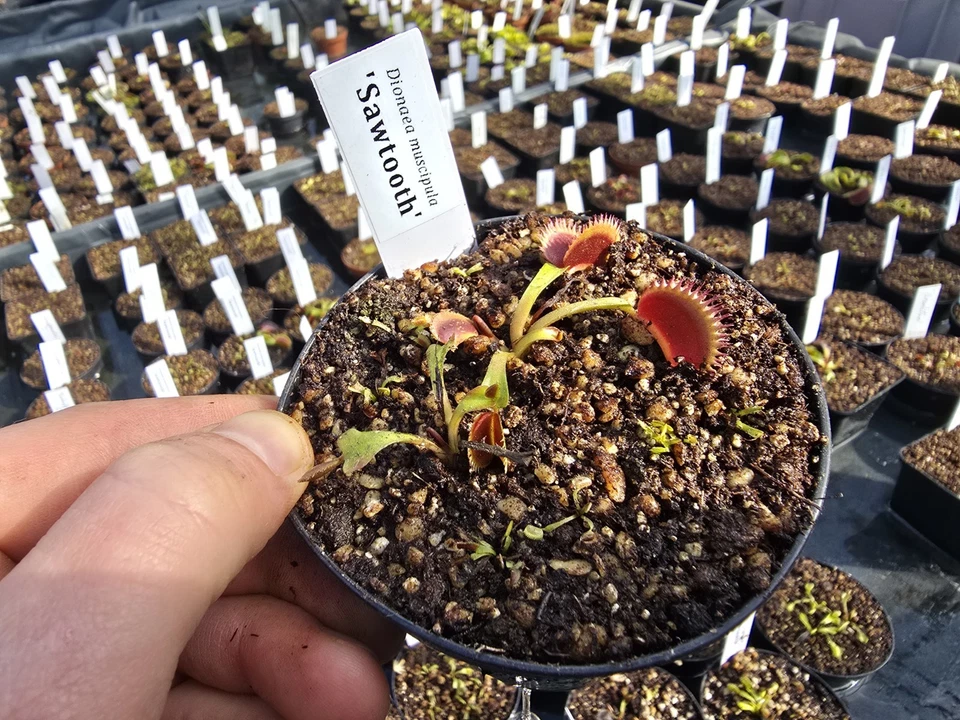 Dionaea muscipula 'Sawtooth', fleischfressende Pflanzen, Venusfliegenfalle - Bild 1 von 1