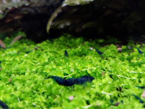 20 Gambas Neocaridinas Blue Velvet. Acuario/Pecera - Imagen 2 de 2