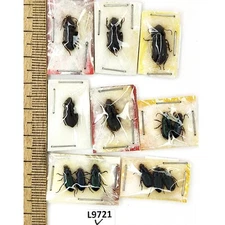 Carabidae sp., MIX 13 ex., A1, L9721