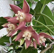 Hoya Imperialis Pink Potted Rooted Plant Indoor House Plant