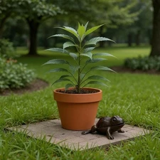 Brass Frog Key Bank Holder Rustic Mini Garden Key Safe