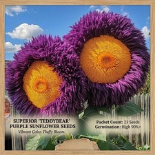 Amazing Purple Giant Teddy Bear Sunflower Seeds Yellow 50 Fresh Seeds