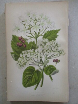 Vtg Print, Pole Perfoliate Honeysuckle, 1890, PLANTS,  BOTANY, ANNE PRATT