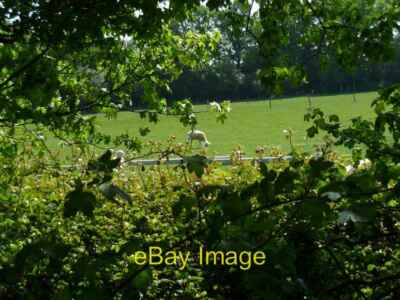 Photo 6x4 Field by bridleway north of Kirdford Great Common The two sheep c2011