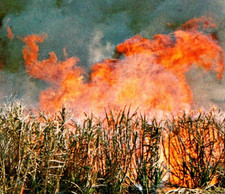 Vintage Postcard Burning Sugar Cane Hawaii HI Before Harvest Maui