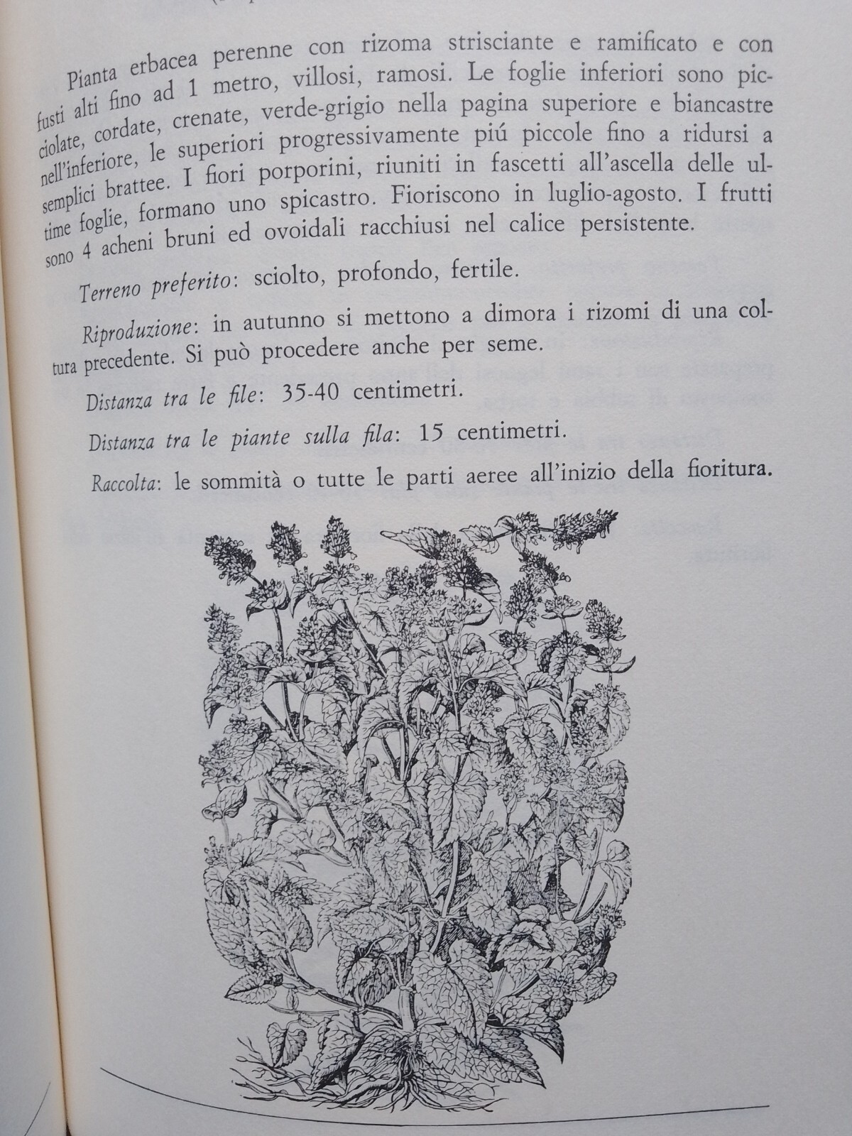 Foto 6 di 9