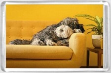 AA Dog Fridge Magnet relaxing on sofa
