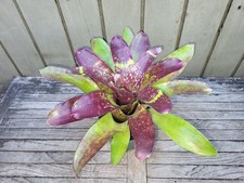 Neoregelia 'Wisteria' rare bromeliad 5''pot