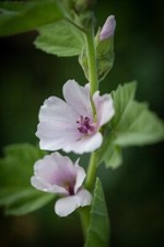 Althea Officionalis Hardy perennial  2 x 1 litre pot plants