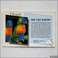 Moree NSW Rainbow Lorikeet Did You Know MV K9B Postcard (P602)