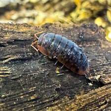 Isopod Factory 12 Sinodillo Sp. Vietnam Isopods Rare Bioactive Clean Up Crew