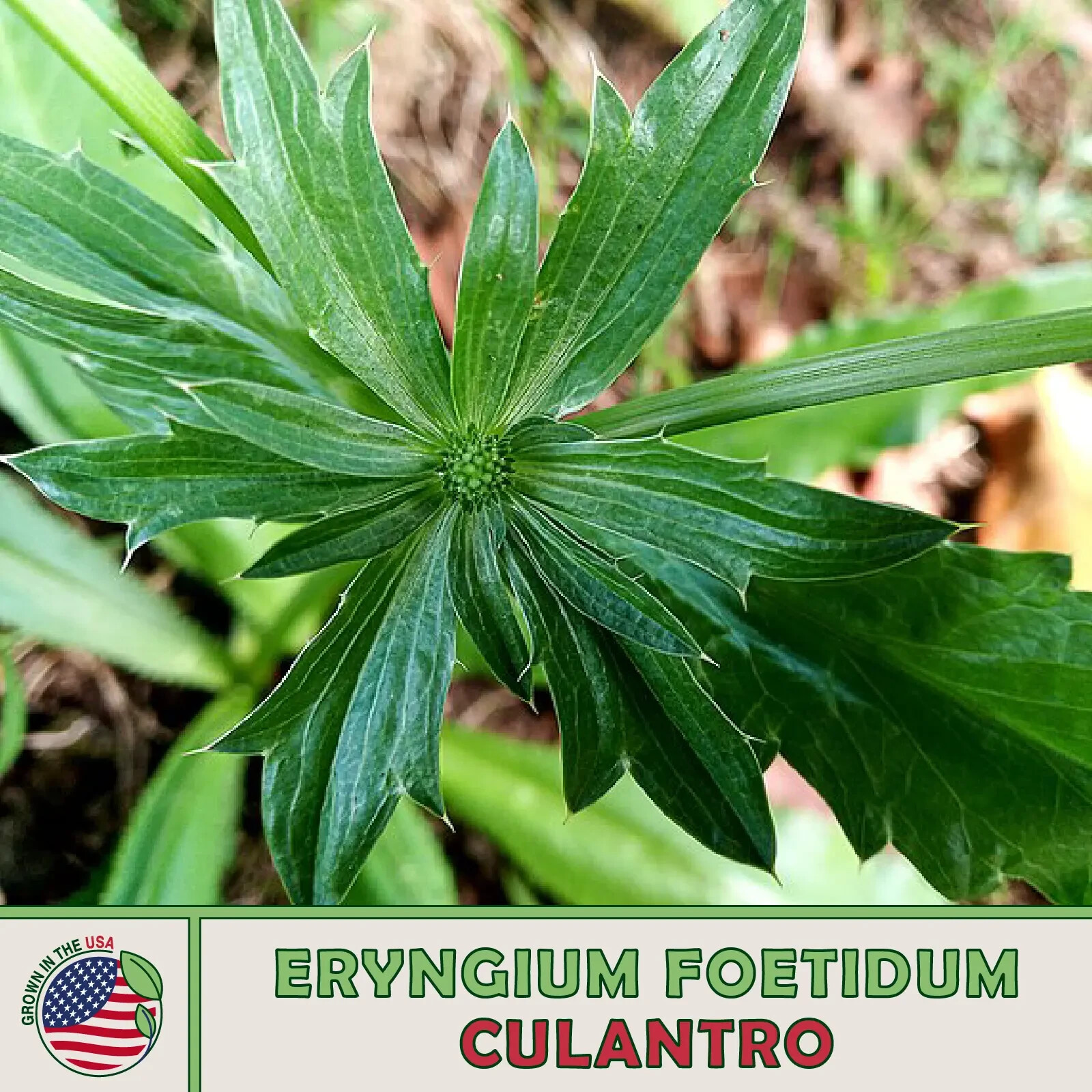 500+ Semillas de Culantro, Cilantro Mexicano, Ngò Gai, Recao, Chadon Beni, Genuinas EE. UU.