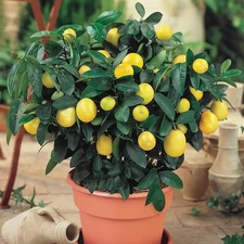 Meyer Lemon Tree - 8-14" Tall - Live Citrus Plant In 10" Tall Citrus Pot
