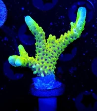WWC Slimeball Anacropora * Live Coral Frag * AJs Aquariums