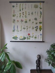 Botanical Chart Poster