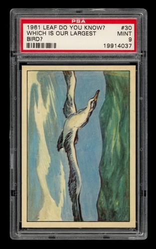 1961 Leaf Do You Know? Set-Break # 30 Which Is Our Largest Bird? PSA 9 MINT