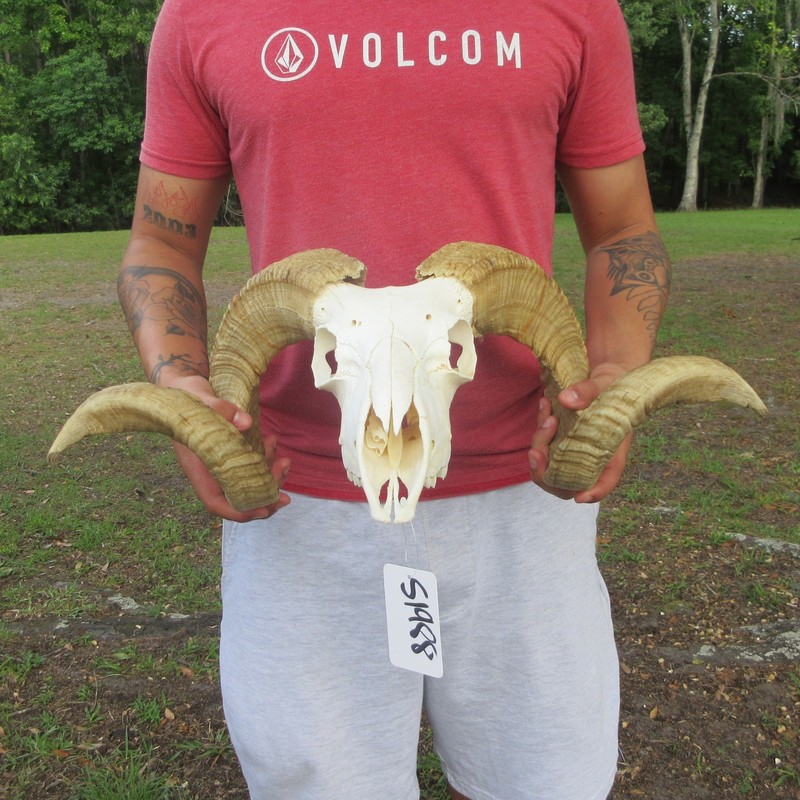 African Ram / Sheep Skull and Horns 28-29 inches taxidermy #51988