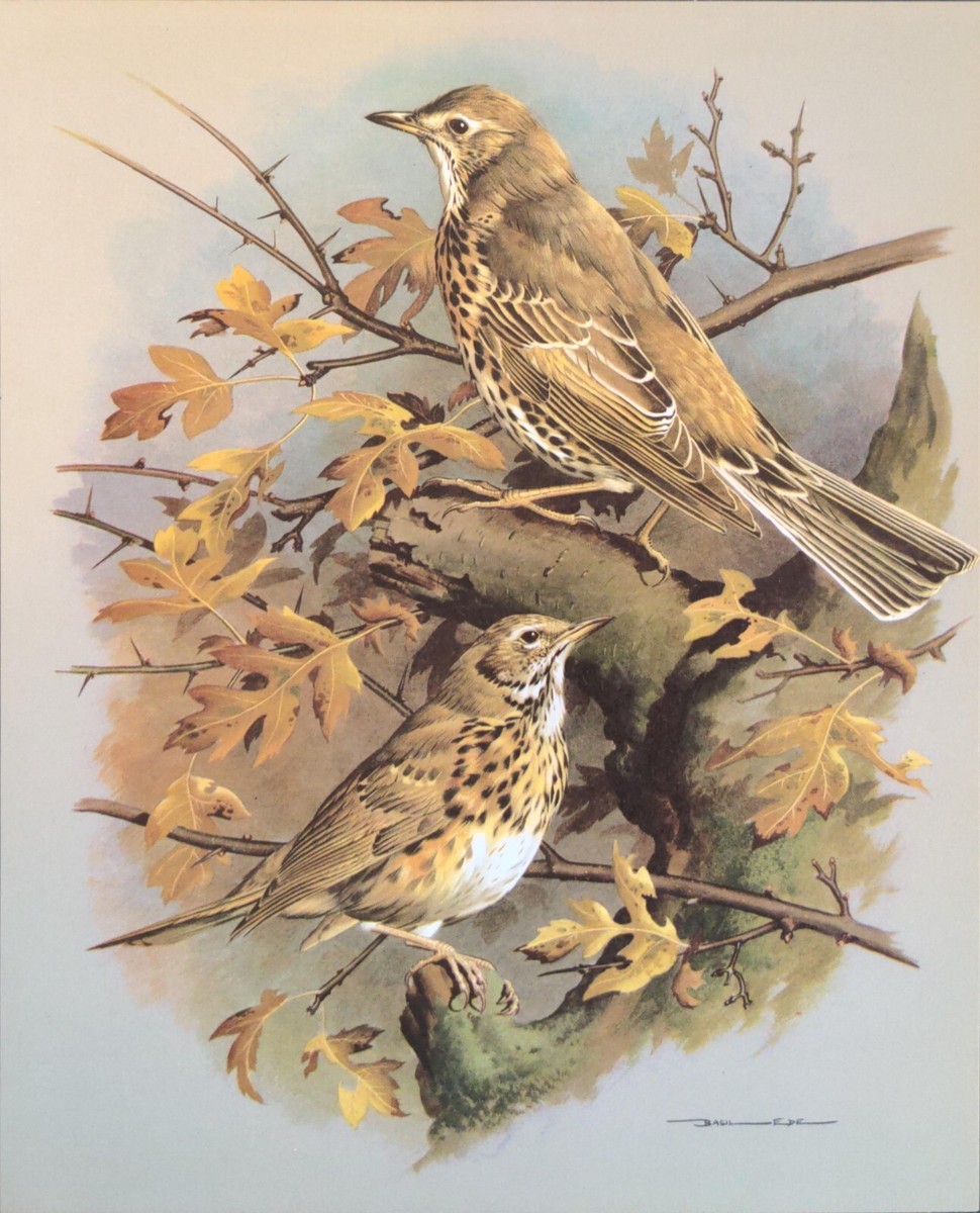 Wild Birds of America 洋書 Basil Ede 画集 鳥 Wild Birds of America 洋書 Basil Ede 画集 鳥 Wild Birds of