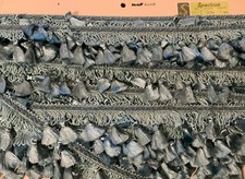 13m Light Blue Tassels-Fringe 50mm (2??) Embroidered Edging/Trim