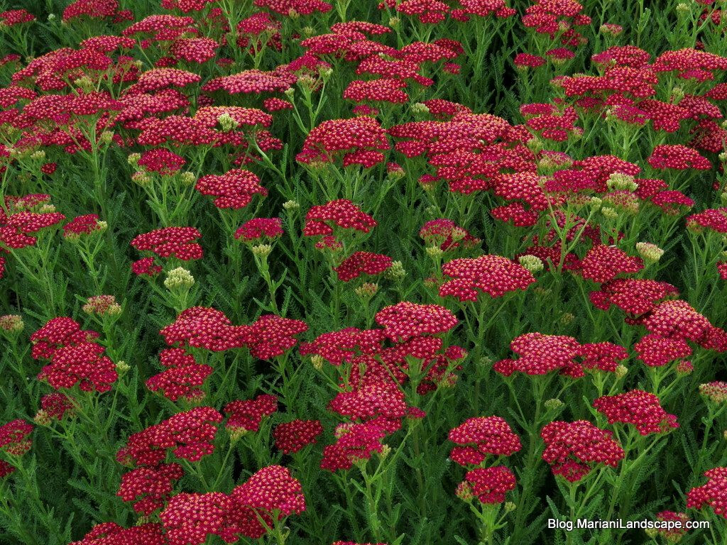 YARROW VINTAGE RED PERENNIAL EDIBLE STARTER PLANT 6+ INCHES SET OF