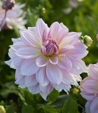 1 - Fairway Pilot Giant Dinnerplate Dahlia Flower Bulb Tuber