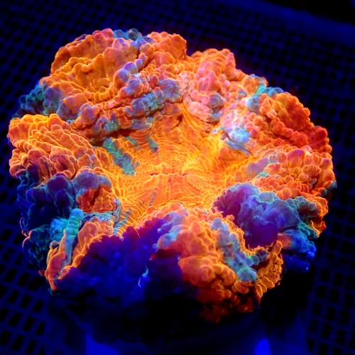 BLUE & Orange SMALL Acanthophyllia 1.5" WYSIWYG - LEGIT CORAL - L764 - Meat