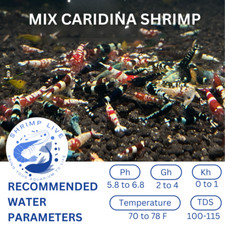 ShrimpLive 10 MIX COLOR Caridina Freshwater Shrimps Live Guarantee