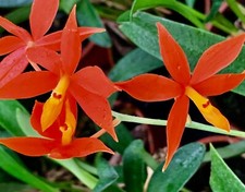 Encyclia vitelina `Sundown Magic´ NEW im Topf Orchidee Orchideen Vanda Cattleya