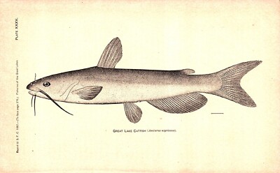 ''GREAT LAKES CATFISH'' Antique original fish print 1887